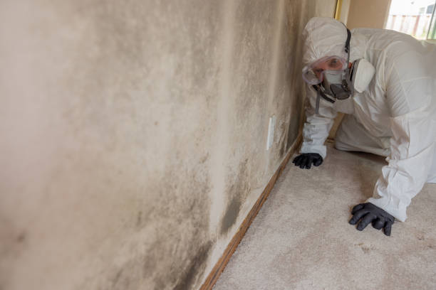 Best Environmental Consulting for Mold Prevention  in Tunica, MS